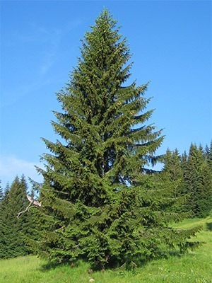 Русская елка на поле