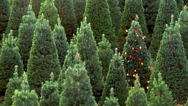 8 лайфхаков для выбора живой елки