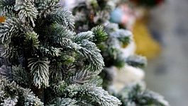 Где достать елку на новый год