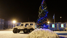 Елки 8 метров высотой, где и как купить