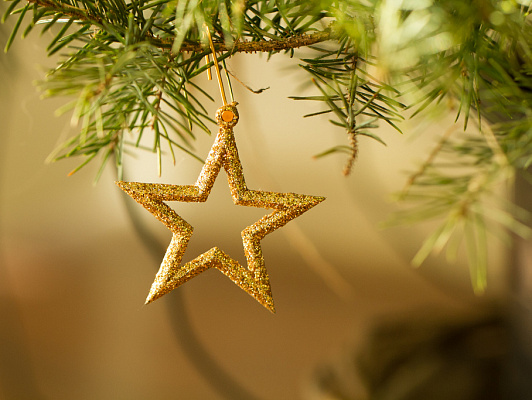 Три мифа о живой новогодней елке